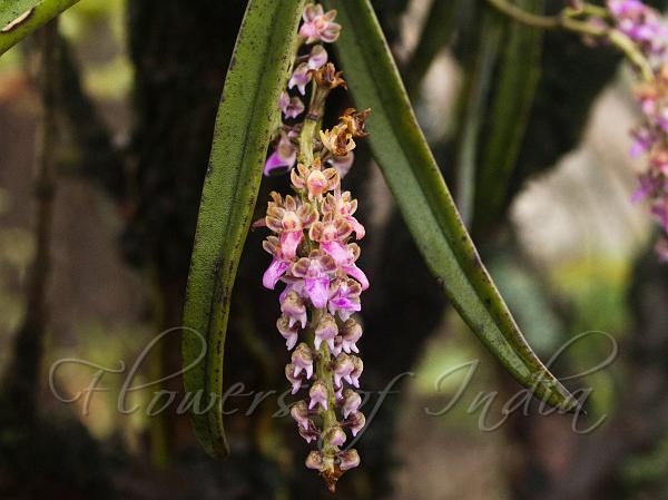 Long-Leaf Diplocentrum